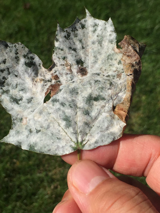 Wildfire smoke change the maple leaf color and damage the tree in Toronto