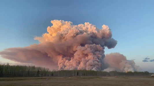 Best mask for wildfire smoke: (1) no leaking, (2) KN95 or N95 (3) activate carbn fibre to remove odors and smells